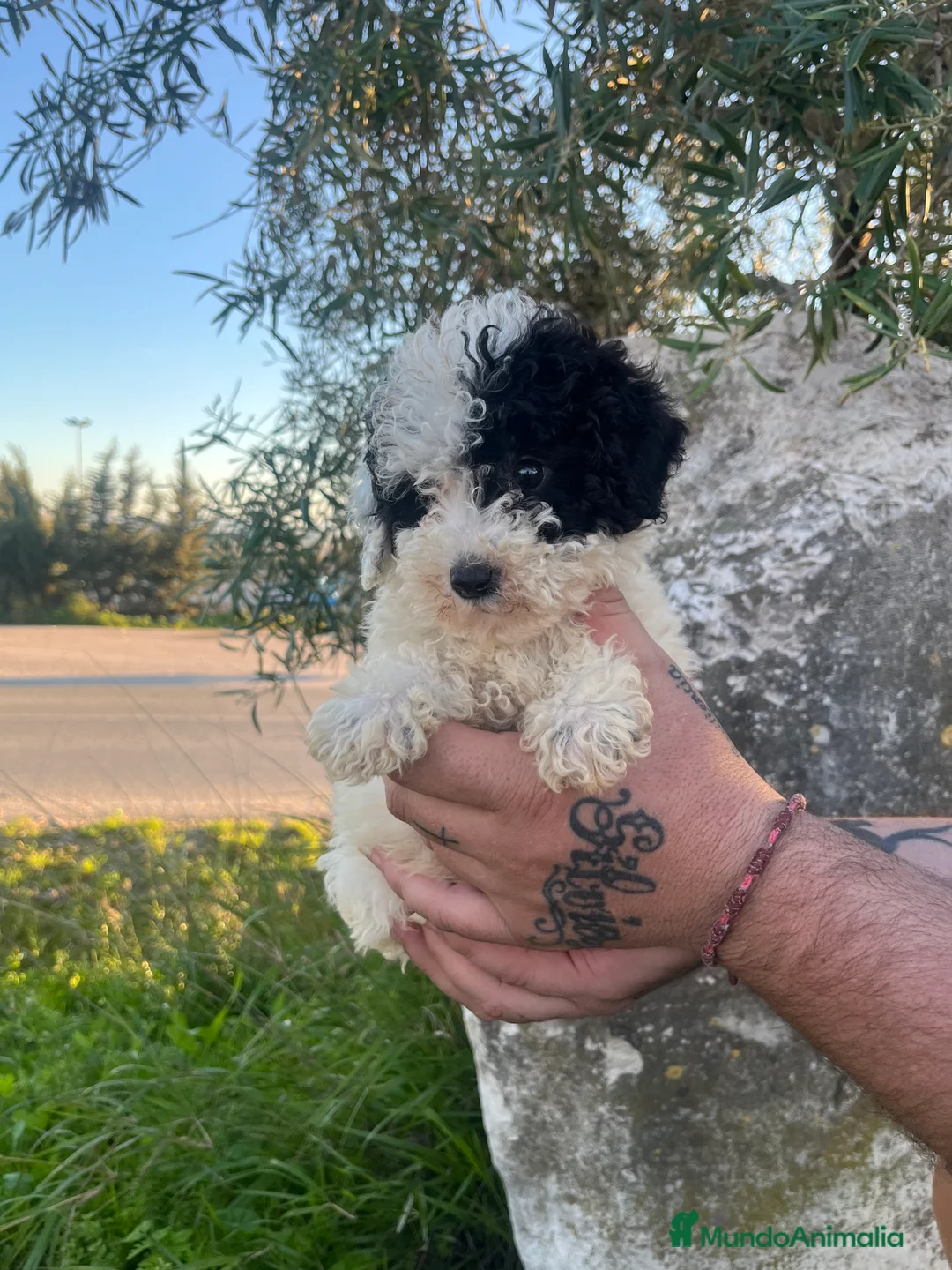 Caniche Enano perros en venta: Caniche enano - Anuncio 3