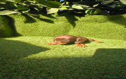 Teckel Miniatura perros en venta: camada teckel canichen muy pequeños  - Imagen 29