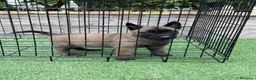 Pastor Belga Malinois perros en venta: Cachorro de Malinois  - Anuncio 1