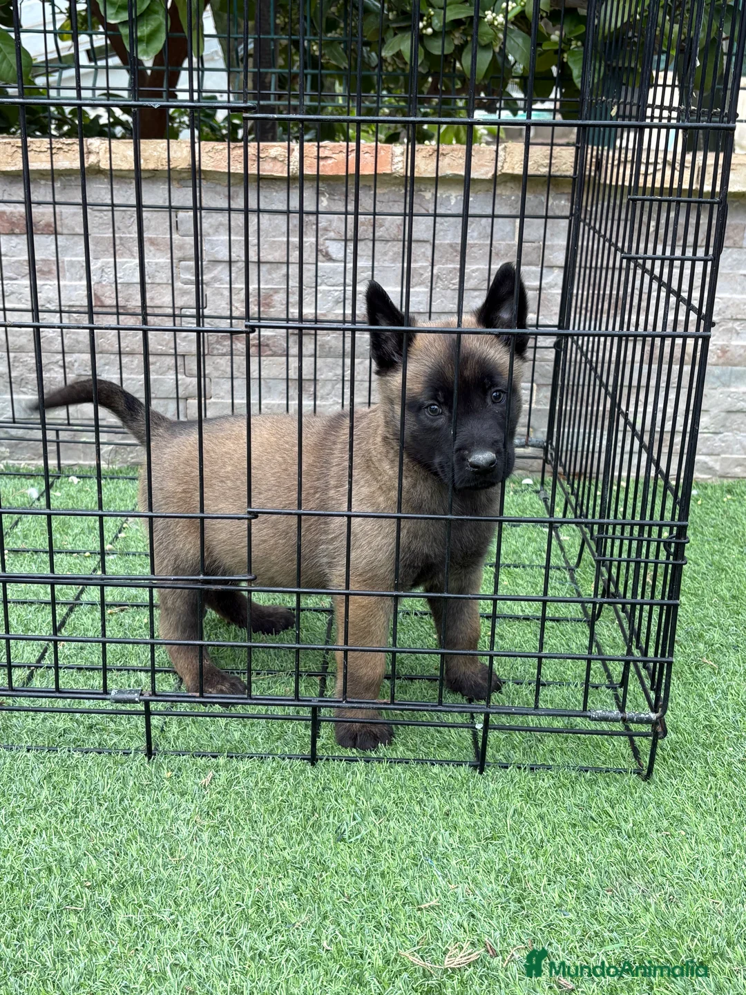 Pastor Belga Malinois perros en venta: Cachorro de Malinois  - Anuncio 1