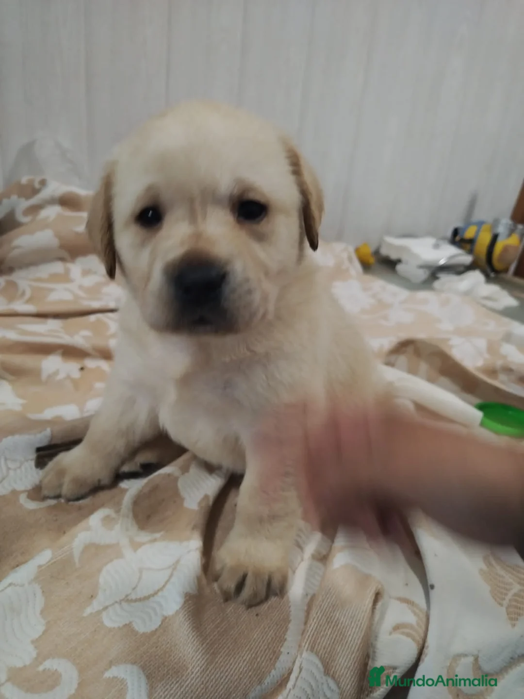 Labrador Retriever perros en venta: Labrador retriever canela🐶🐾🩵🩷 en Cádiz - Anuncio 2