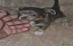 Chihuahua perros en venta: Chihuahua lilac ruso pelo largo  - Imagen 8