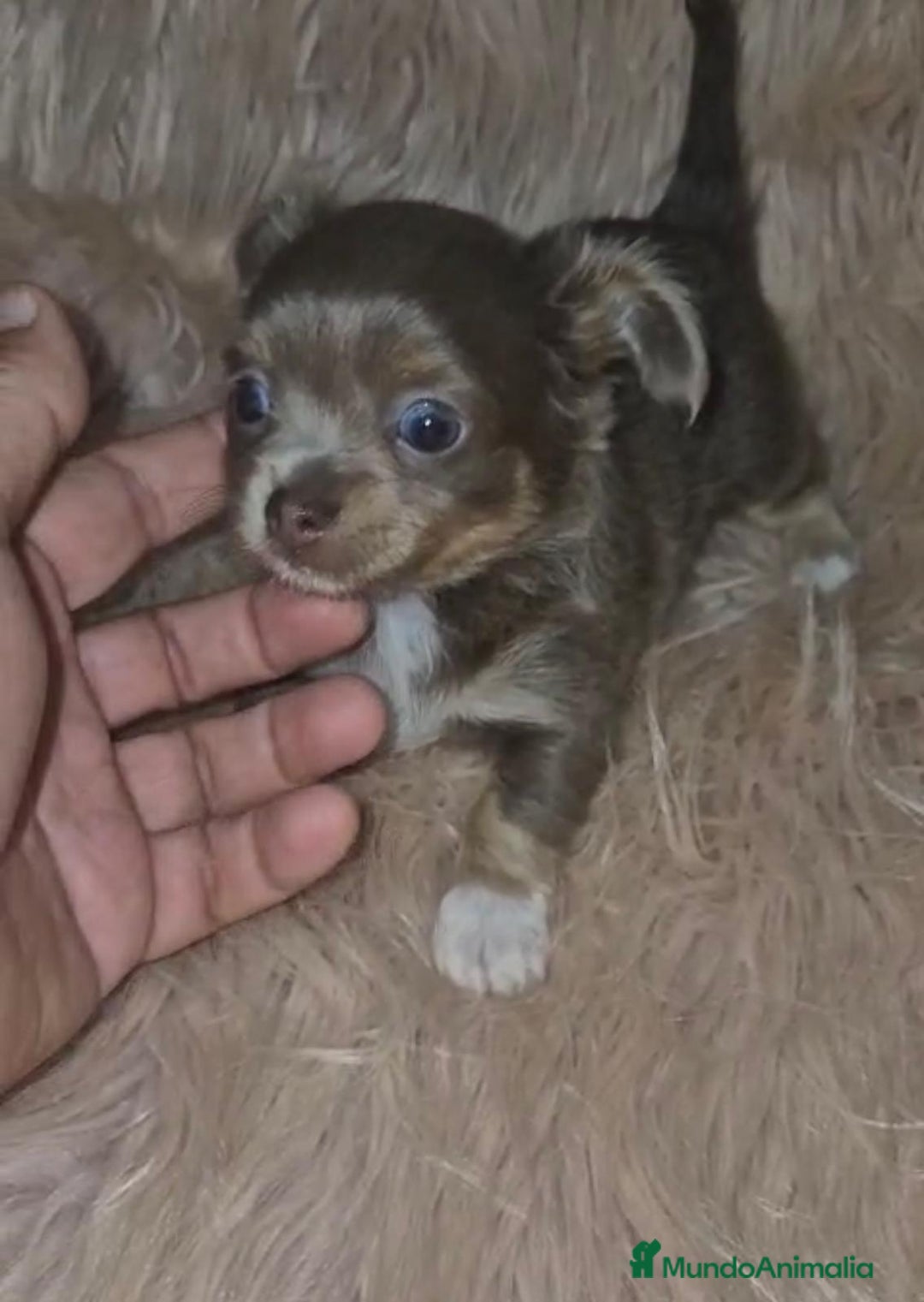 Chihuahua perros en venta: Chihuahua lilac ruso pelo largo  - Imagen 8