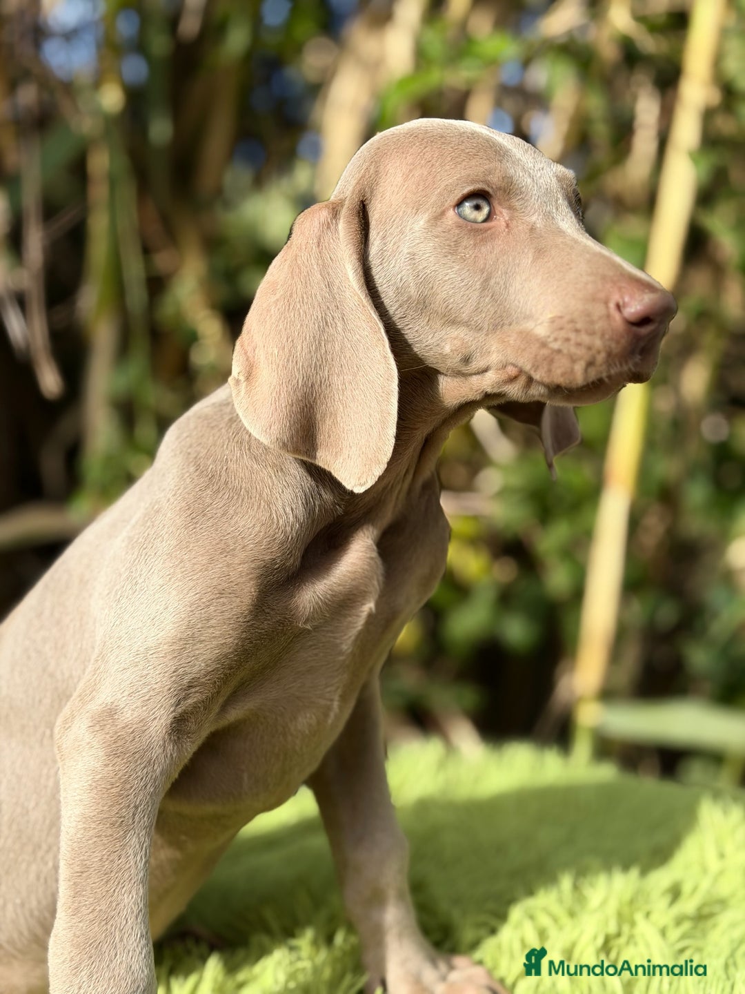 Weimaraner perros en venta: Braco de weimar  - Anuncio 3