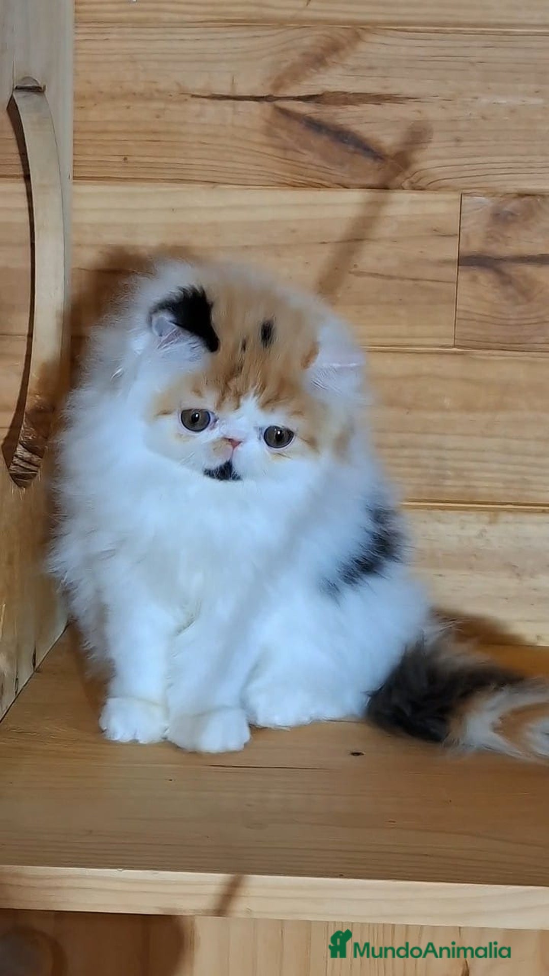 Persa gatos en venta: Preciosa Gata persa - Anuncio 2