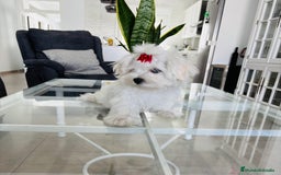 Bichón Maltés perros en venta: Cachorrito de bichon maltés macho calidad - Imagen 4