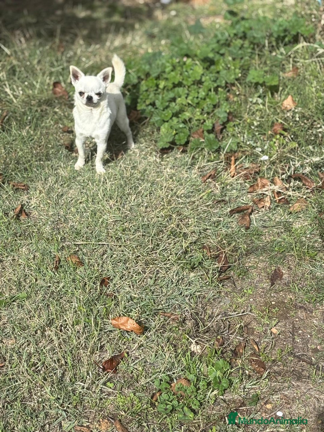 Chihuahua perros en venta: Chihuahua Macho toy blanco. - Anuncio 4