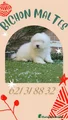 Bichón Maltés Cachorro 12