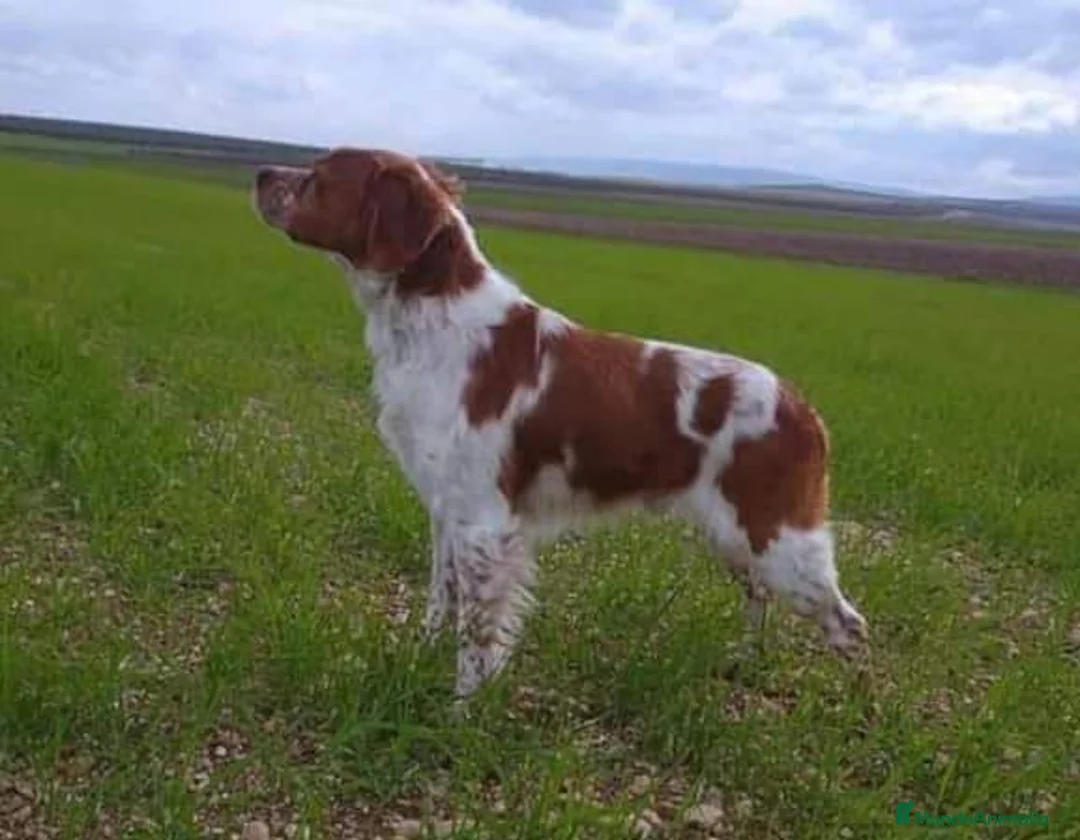 Imagen de galería {{count}}