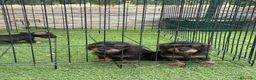 Teckel Miniatura perros en venta: Cachorros teckel mini pelo duro  - Anuncio 3
