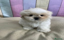 Shih Tzu perros en venta: Shih tzu Macho para reservar muy bonito !!! - Imagen 4