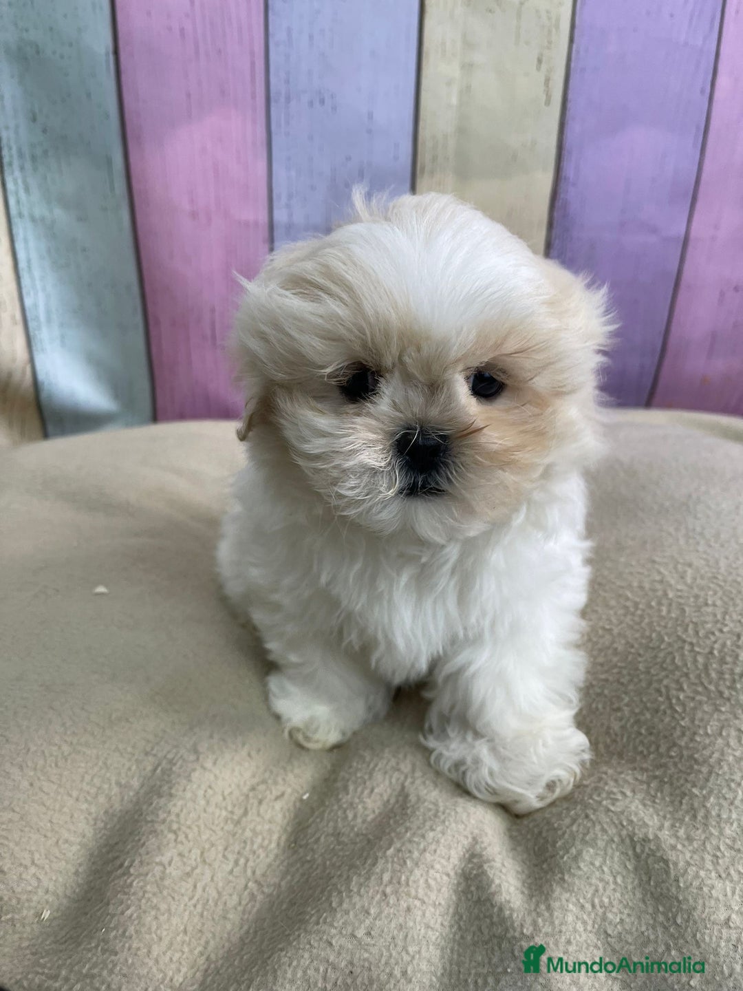 Shih Tzu perros en venta: Shih tzu Macho para reservar muy bonito !!! - Imagen 4