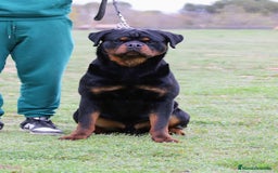 Rottweiler perros en venta: Rottweiler - Imagen 4