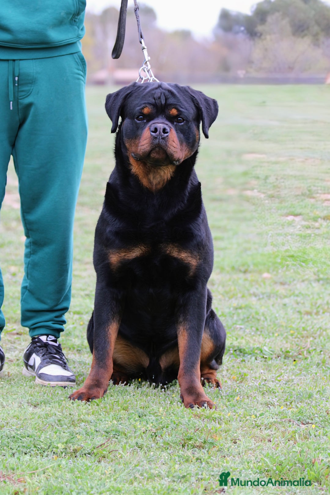 Rottweiler perros en venta: Rottweiler - Imagen 4