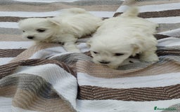 Bichón Maltés perros en venta: Macho bicho maltes  - Imagen 2
