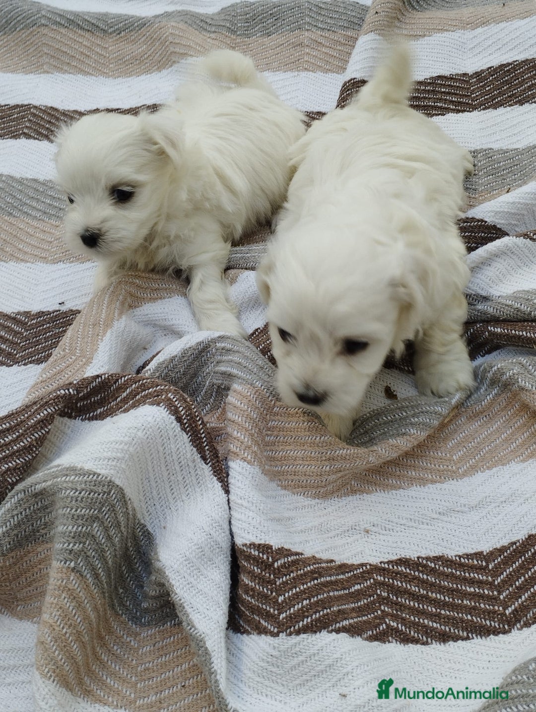 Bichón Maltés perros en venta: Macho bicho maltes  - Imagen 2