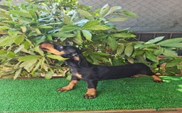 Teckel perros en venta: Teckel  canichen - Imagen 9
