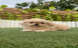 Pekinés perros en venta: PEKINES IMPERIAL - Imagen 6