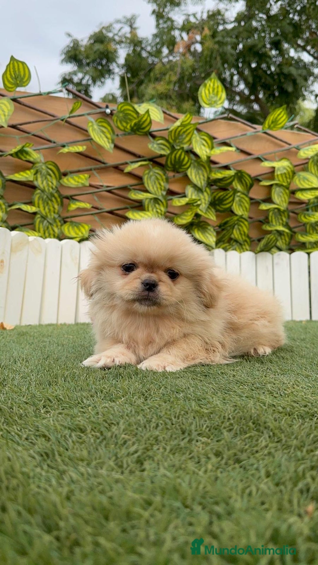 Pekinés perros en venta: PEKINES IMPERIAL - Imagen 6