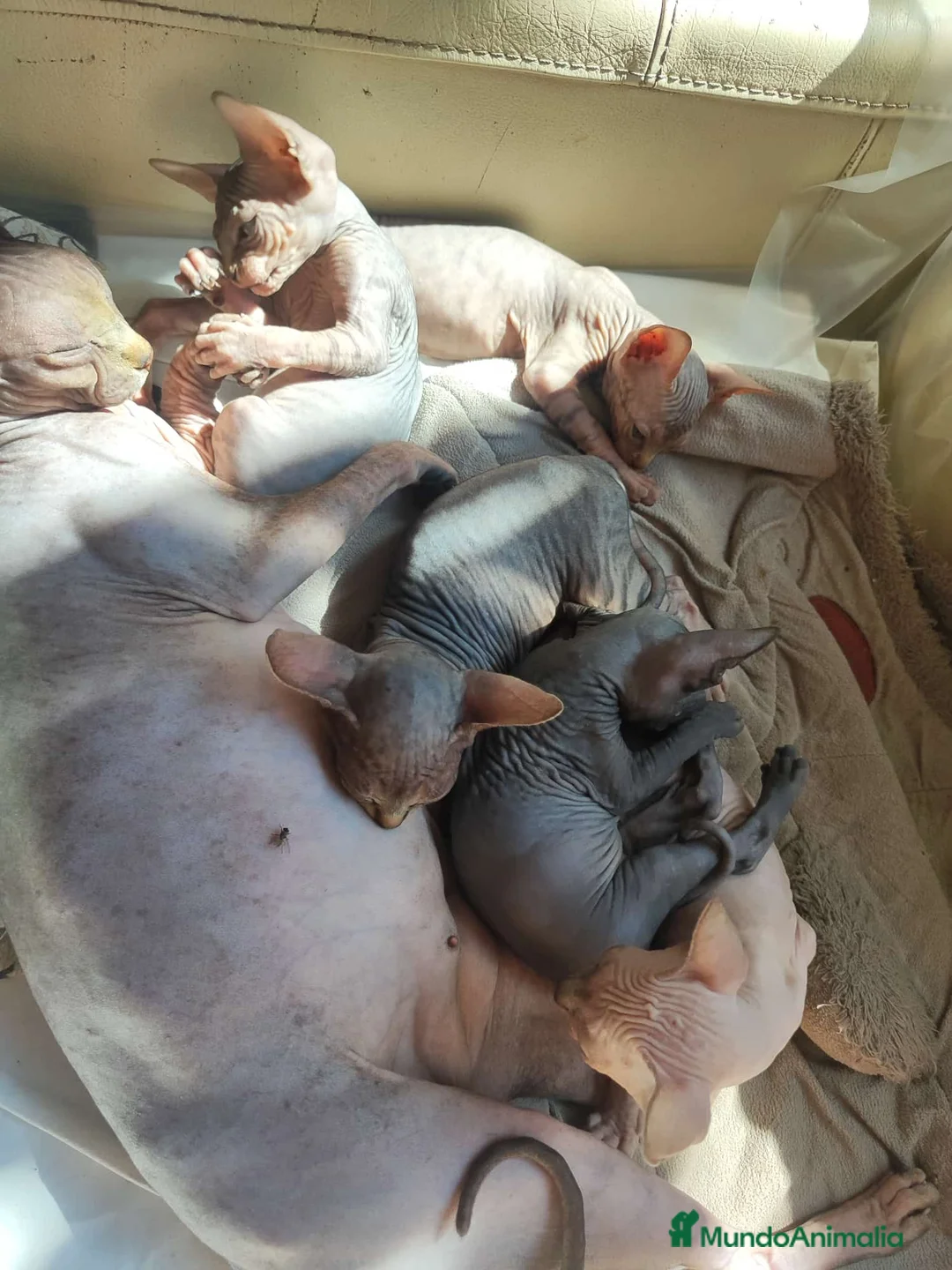 Sphynx gatos en venta: SPHYN  - Anuncio 1