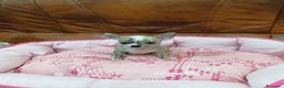 Chihuahua perros en venta: Chihuahua toy  - Anuncio 5