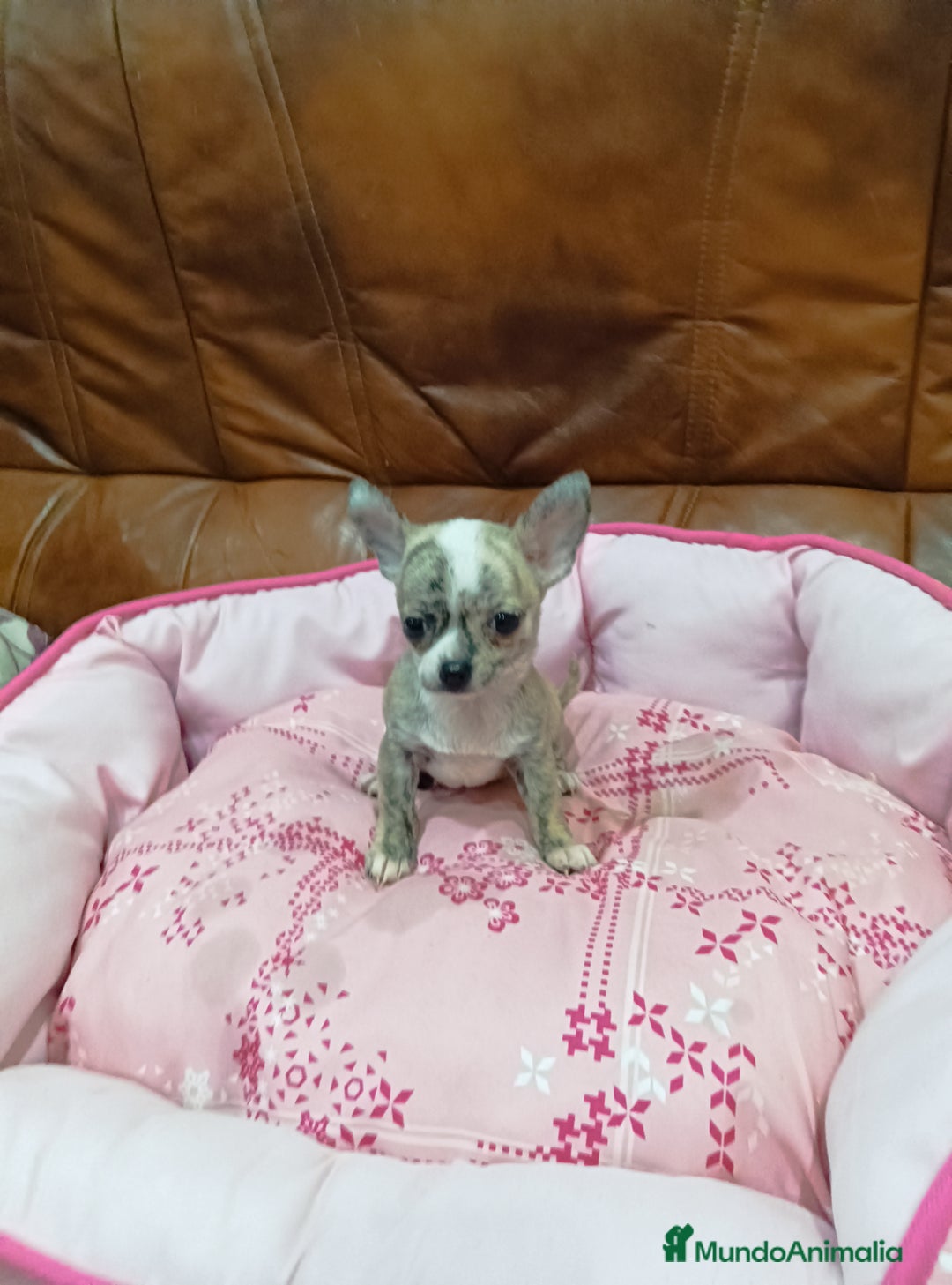 Chihuahua perros en venta: Chihuahua toy  - Anuncio 5
