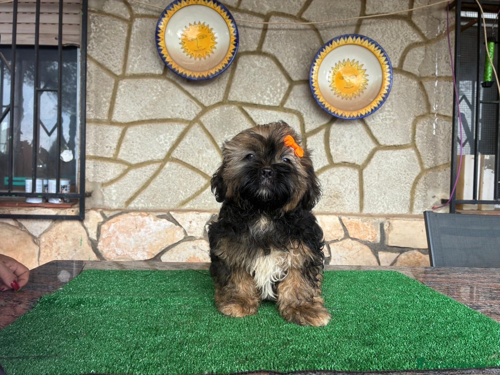Shih Tzu perros Machitos - Anuncio 2