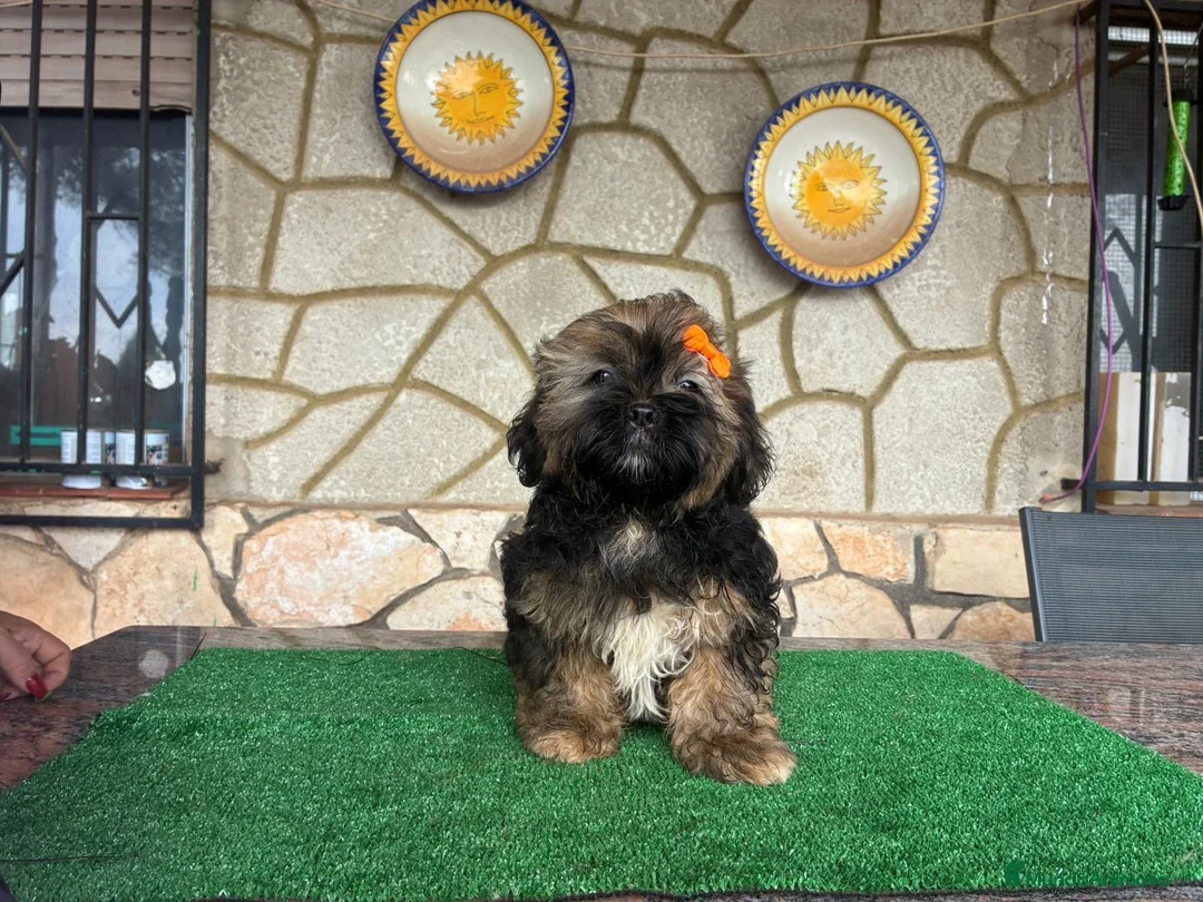 Shih Tzu perros en venta: Machitos - Anuncio 2