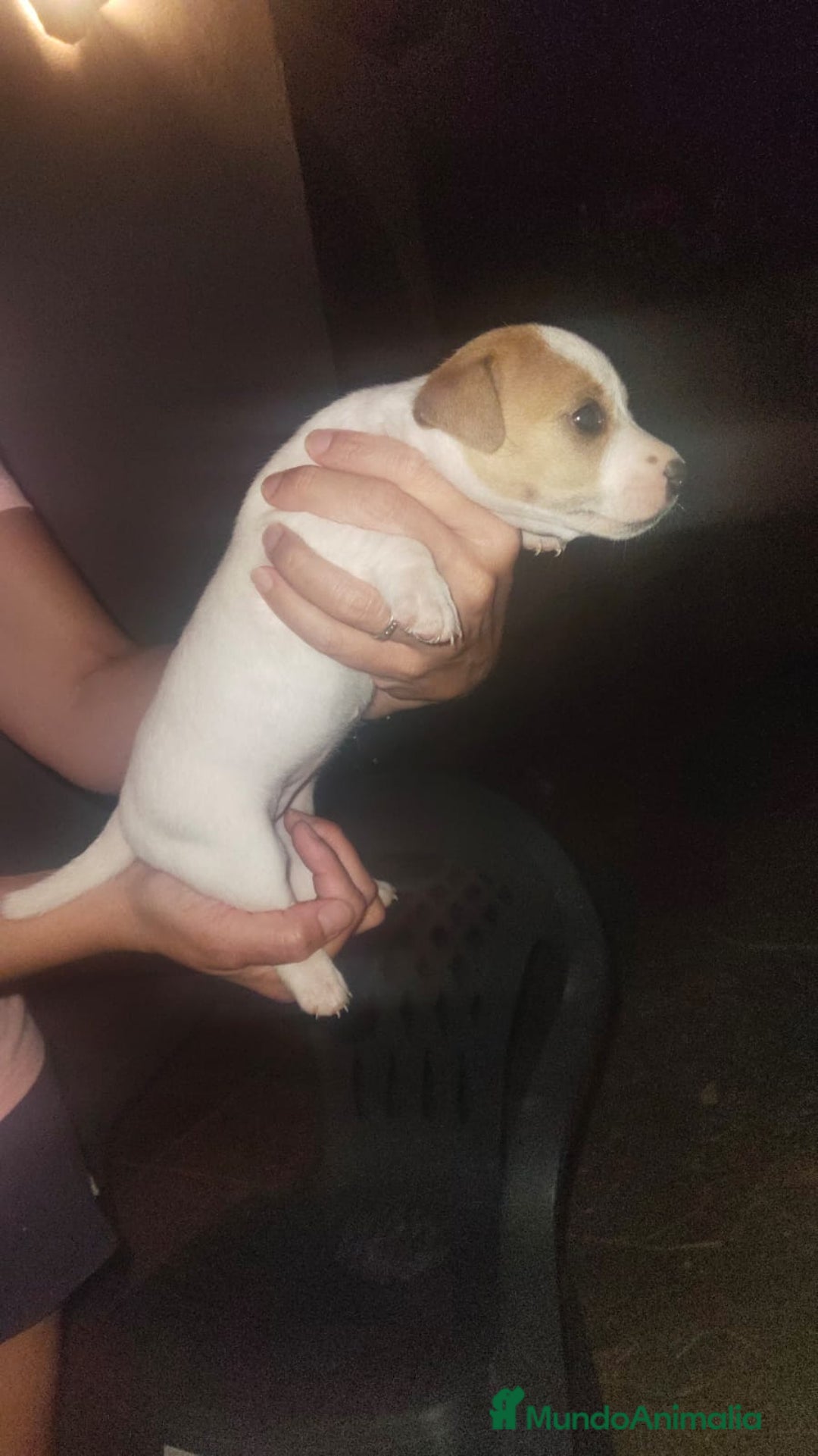 Jack Russell Terrier perros en venta: Jack Russell  - Imagen 2