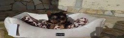 Yorkshire Terrier perros en venta: Yorkshire Terrier  - Anuncio 3