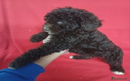 Perro de Agua Español perros en venta: Perro de Agua Español Bicolor - Imagen 2