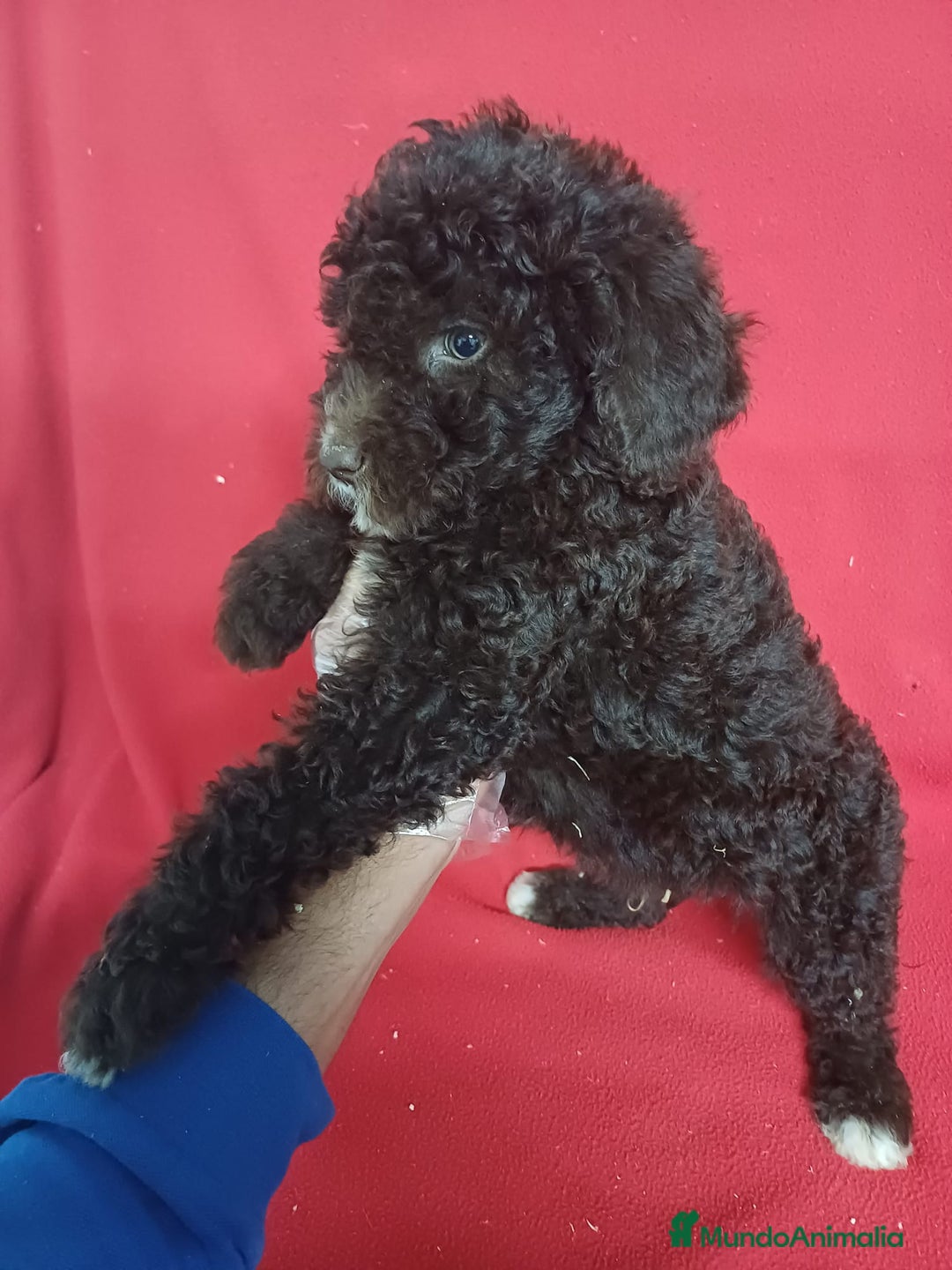 Perro de Agua Español perros en venta: Perro de Agua Español Bicolor - Imagen 2