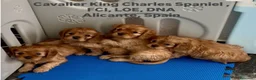 Cavalier King Charles Spaniel perros en venta: Cavalier King Charles Spaniel  en Alicante - Anuncio 10