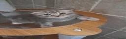 Scottish Fold gatos en venta: Scotish fold tabby azul - Anuncio 2