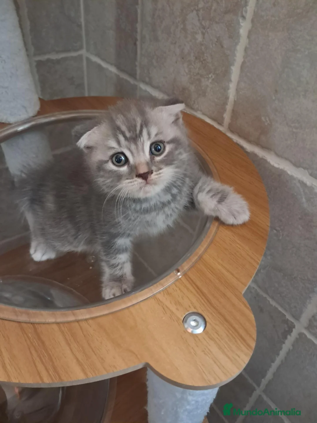 Scottish Fold gatos en venta: Scotish fold tabby azul - Anuncio 2