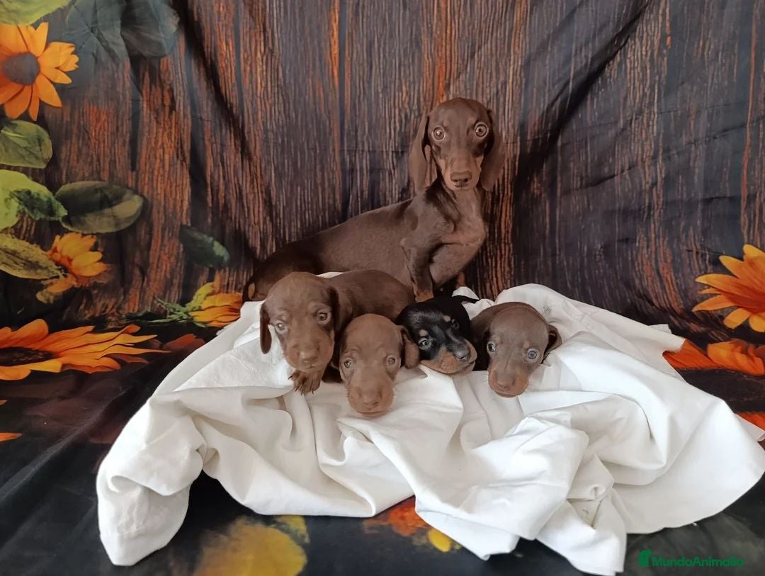 Teckel Miniatura perros Camada Teckel Kaninchen - Anuncio 1