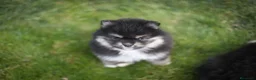 Pomsky perros en venta: Pomsky toy F3 - Anuncio 10