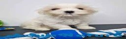 Bichón Habanero perros en venta: Bichon Habanero Macho 6220 AQUANATURA - Anuncio 11