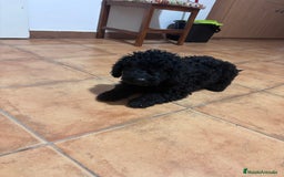 Perro de Agua Español perros en venta: cachorros de perro de agua Español - Imagen 2