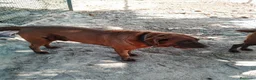 Labrador Retriever perros en venta: Labrador retriever  - Anuncio 3