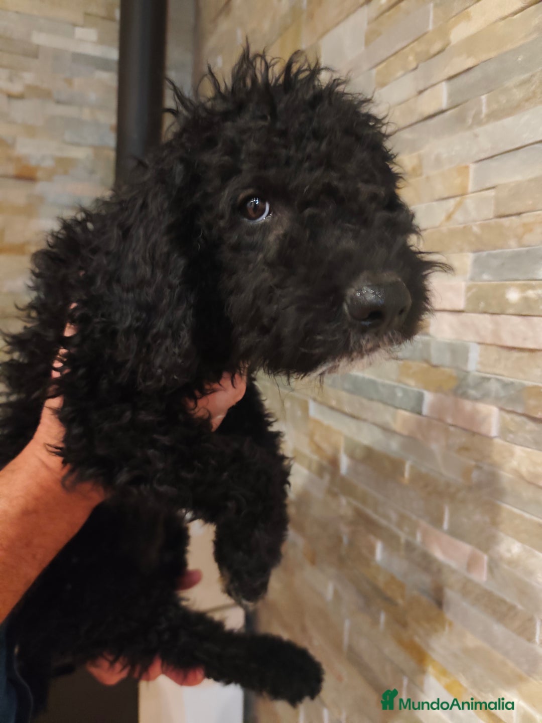 Perro de Agua Español perros en venta: Ultimo macho de la camada - Imagen 6