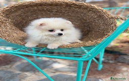 Pomerania perros en venta: Pomerania Mscho listo para entregar  - Imagen 5