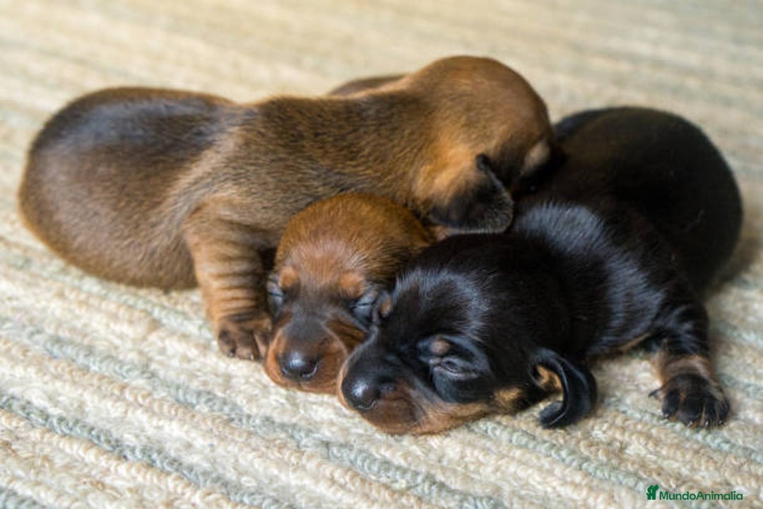 Teckel Miniatura perros en venta: TECKEL SEVILLA  - Imagen 2