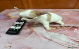 Chihuahua perros en venta: Chihuahua toy ruso macho - Imagen 5