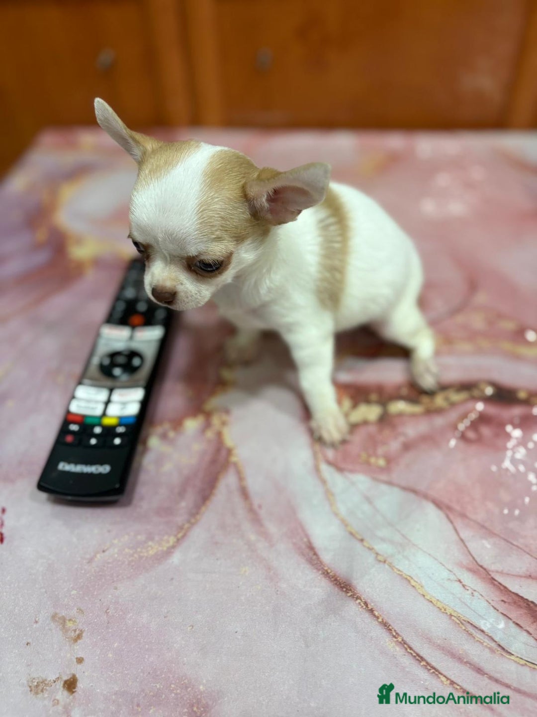 Chihuahua perros en venta: Chihuahua toy ruso macho - Imagen 5