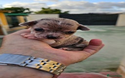 Chihuahua perros en venta: Preciosos chihuahuitos - Imagen 5