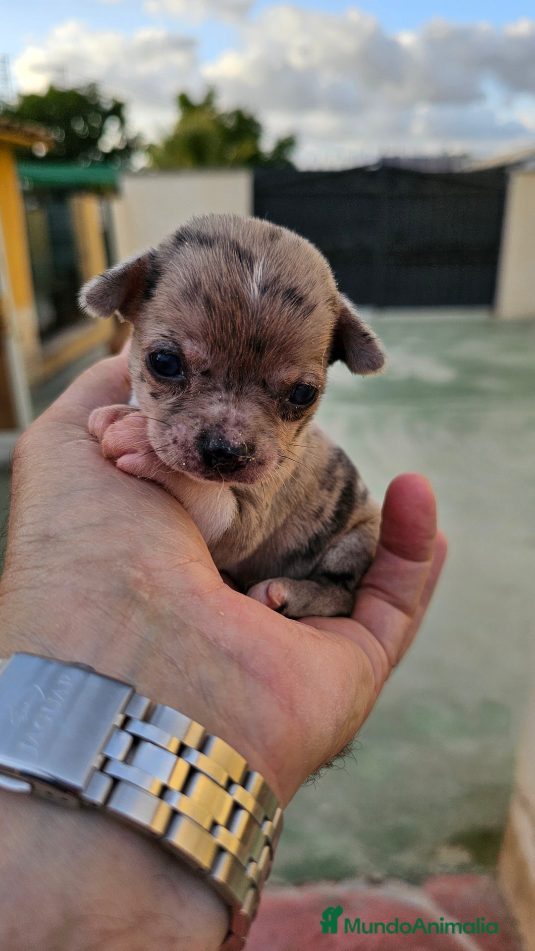 Chihuahua perros en venta: Preciosos chihuahuitos - Imagen 5