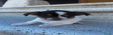 Chihuahua 4