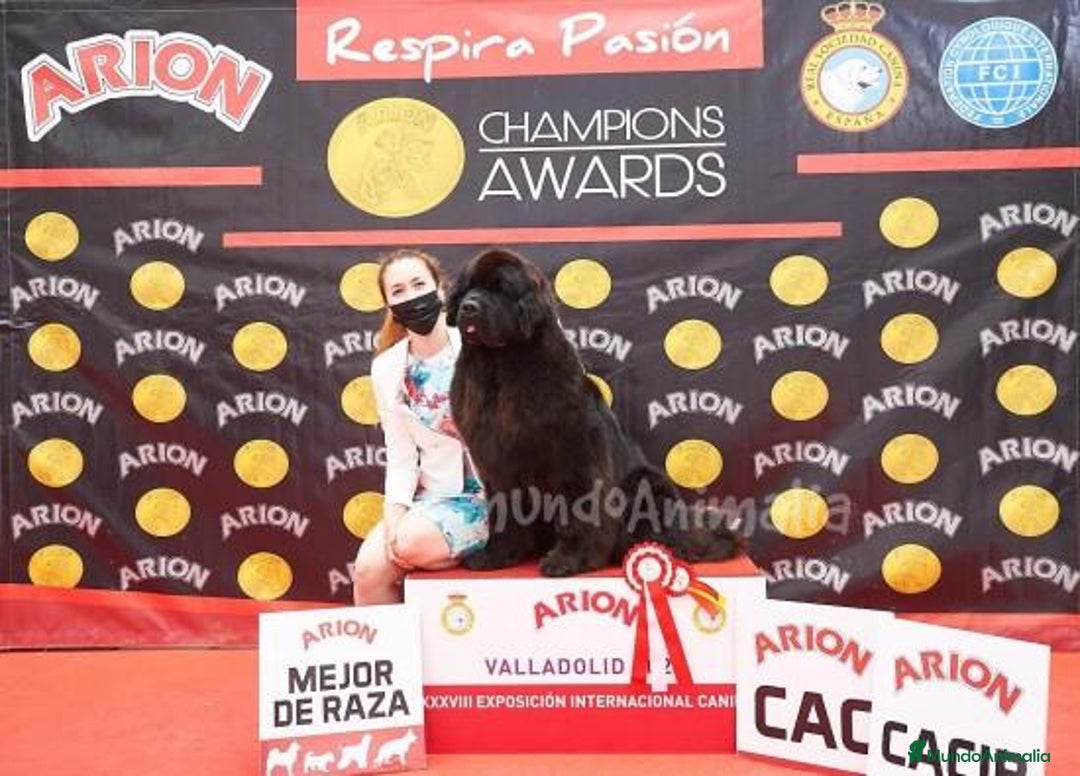 Imagen de galería {{count}}