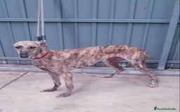 Galgo Español perros en venta: Galgo Español  - Imagen 3